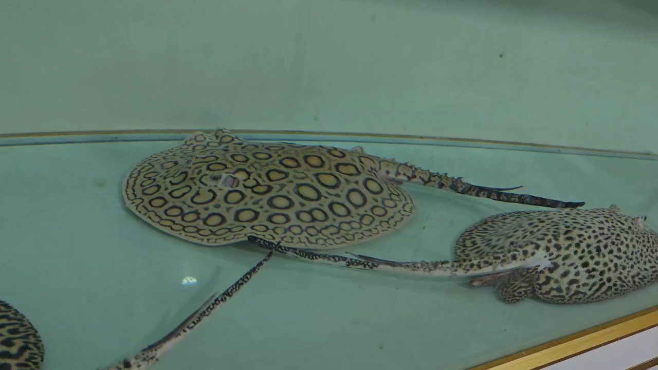 分享一下皇冠珍珠魟魚