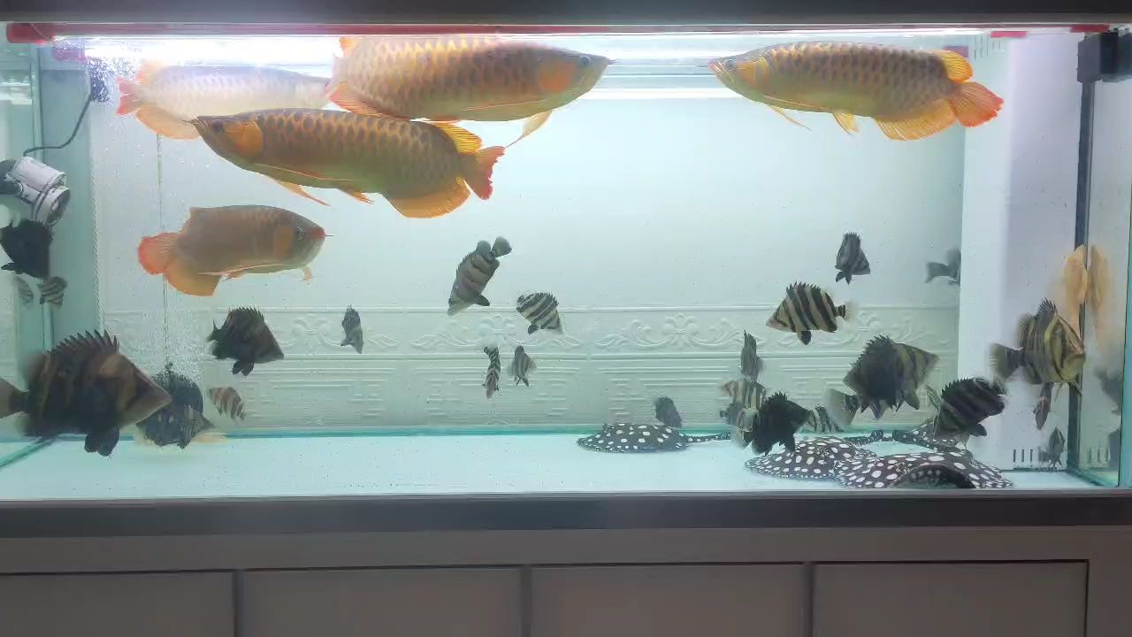 長大了些，顏色更鮮艷了。 長大了些，顏色更鮮艷了。 龍魚論壇