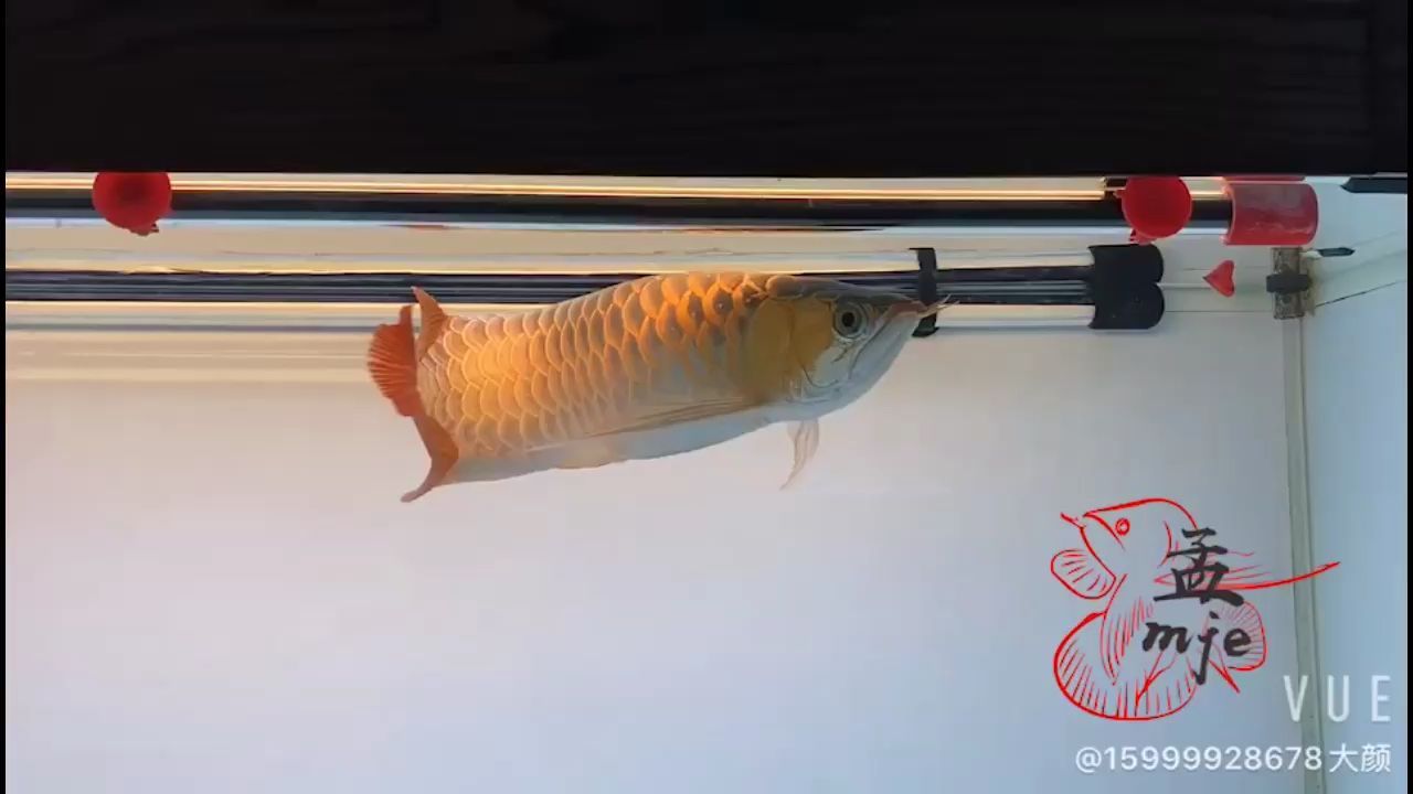 資陽觀賞魚市場孟吉爾～萬吉巨胸系列 資陽觀賞魚市場孟吉爾～萬吉巨胸系列 廣州孟吉爾 第2張