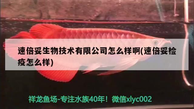 速倍妥生物技術有限公司怎么樣啊(速倍妥檢疫怎么樣) 速倍妥生物技術有限公司怎么樣啊(速倍妥檢疫怎么樣) 速倍妥