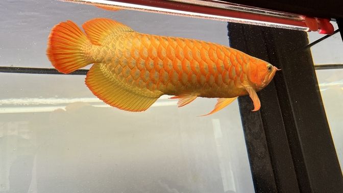 魚缸用增氧泵價(jià)格是多少:魚缸增氧機(jī)-xtrac增氧機(jī)-xtrac增氧機(jī) 烤一烤紅龍魚 龍魚論壇 烤一烤紅龍魚 烤一烤紅龍魚 龍魚論壇