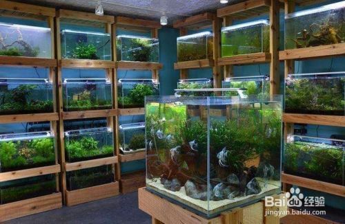 水族館開店流程怎么寫（水族館如何開店？） 水族館開店流程怎么寫（水族館如何開店？） 水族館百科（水族館加盟） 第4張