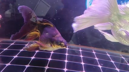 蝴蝶鯉魚全身充血發紅怎么治（蝴蝶鯉魚充血發紅怎么辦）