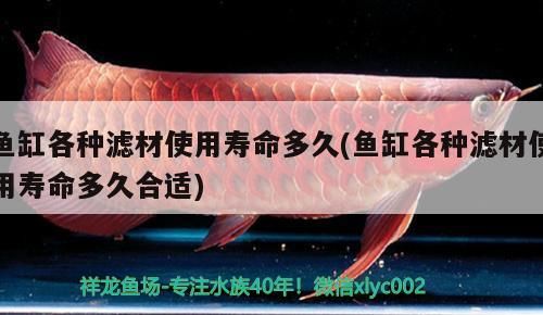 魚缸各種濾材使用壽命多久(魚缸各種濾材使用壽命多久合適)