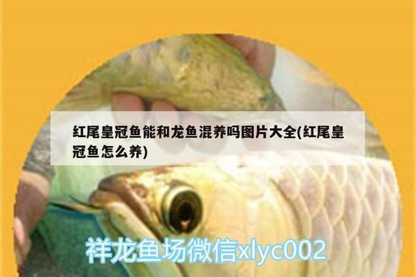 大湖紅龍魚特點介紹作文三年級（大湖紅龍魚的飼養技術） 大湖紅龍魚特點介紹作文三年級（大湖紅龍魚的飼養技術） 大湖紅龍魚百科