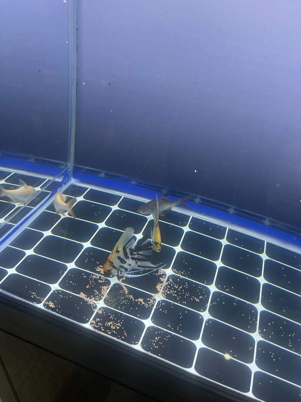 新缸入新魚