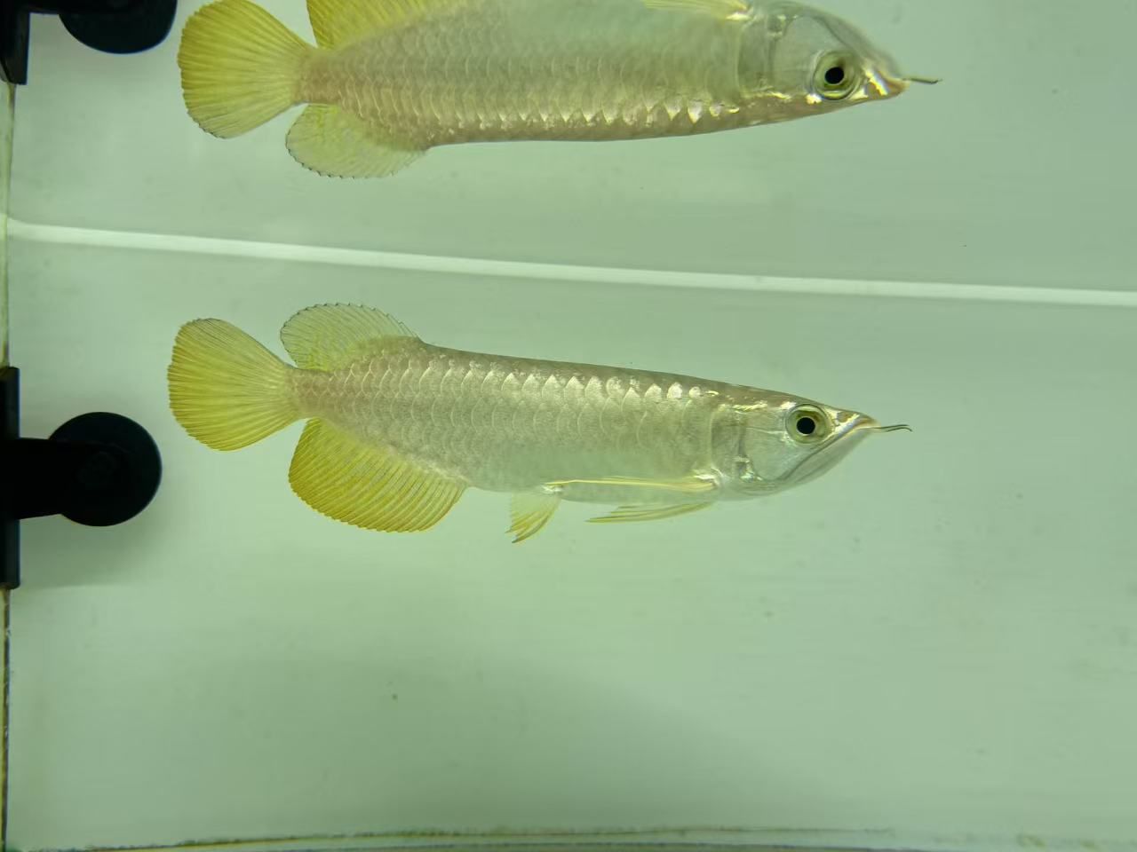 新缸入新魚