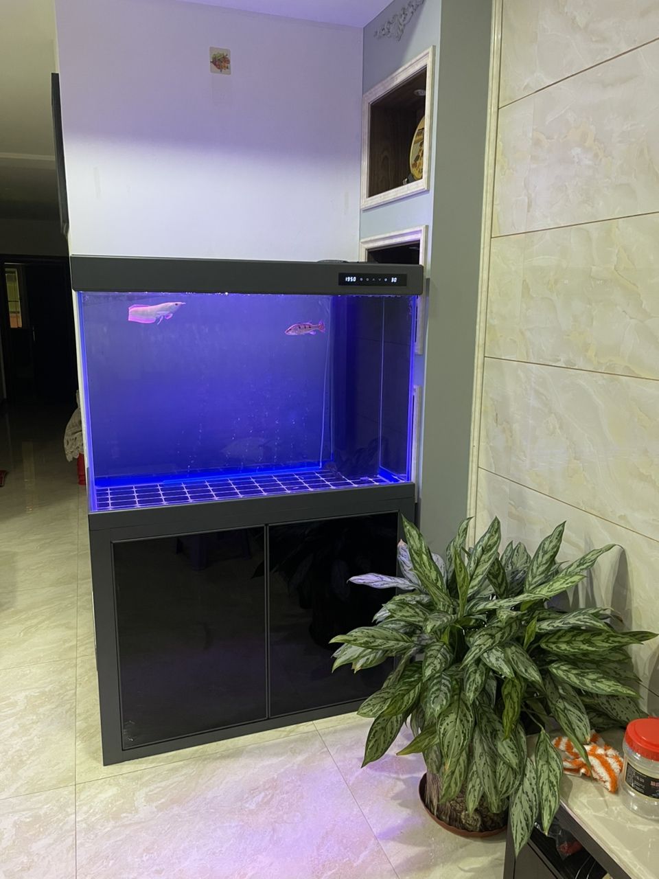 新缸入新魚