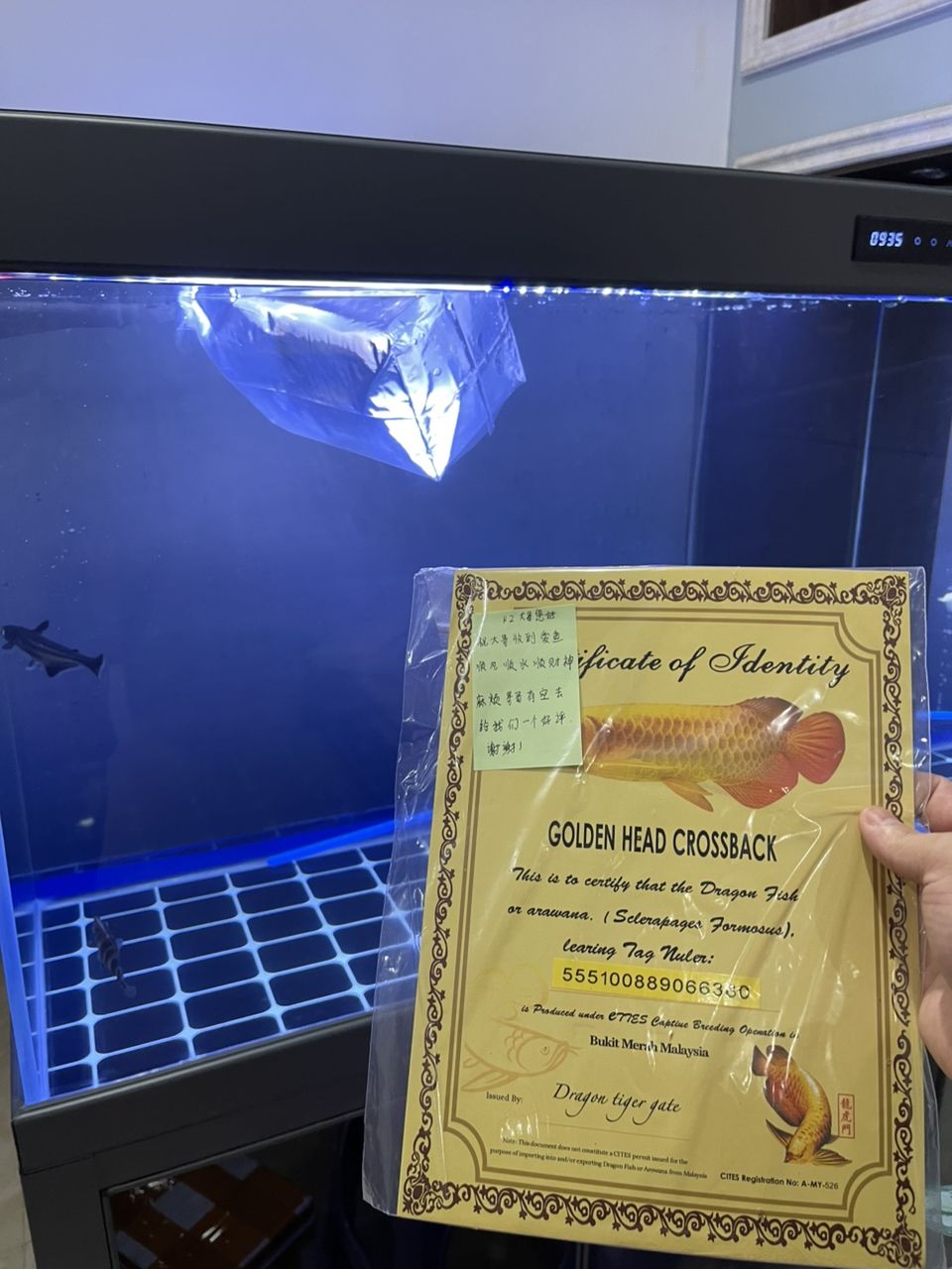 新缸入新魚