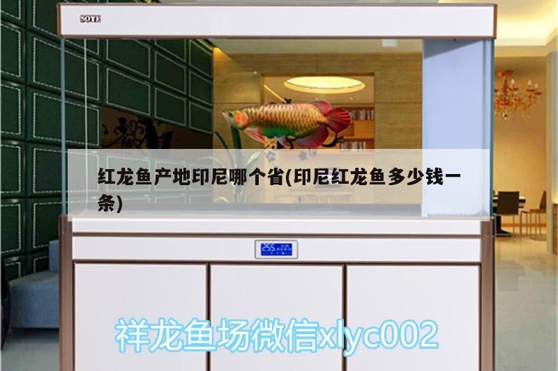 紅龍魚產地印尼哪個省(印尼紅龍魚多少錢一條)