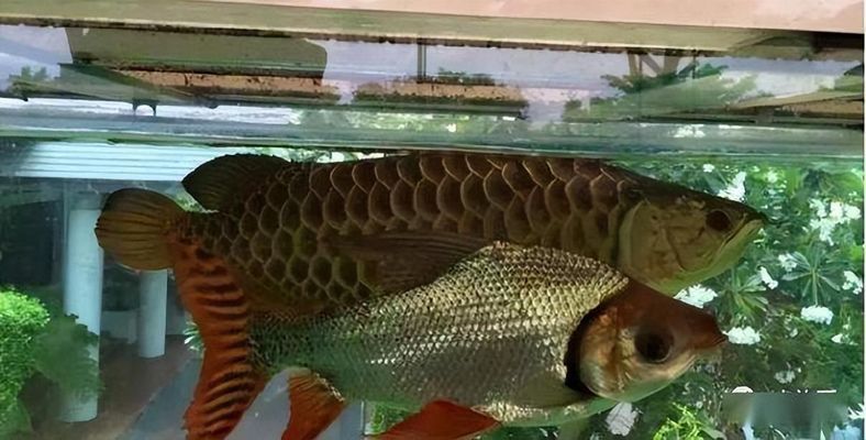 印尼虎魚食譜及訓餌技巧，印尼虎魚的訓餌技巧和訓餌技巧，印尼虎魚的食譜及訓餌技巧
