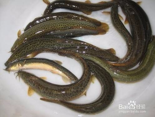 印尼虎魚食譜及訓餌技巧，印尼虎魚的訓餌技巧和訓餌技巧，印尼虎魚的食譜及訓餌技巧
