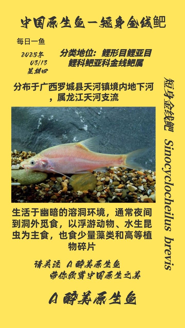 短身金線鲃