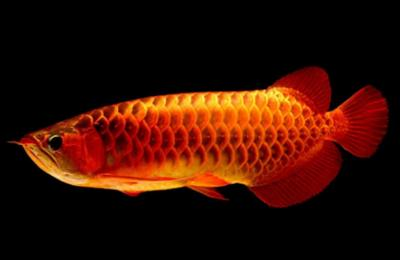 ?特里斯紅外線紅龍魚:請魚友們幫忙看一下這條紅龍怎么樣