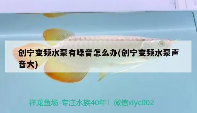 創寧變頻水泵有噪音怎么辦(創寧變頻水泵聲音大)