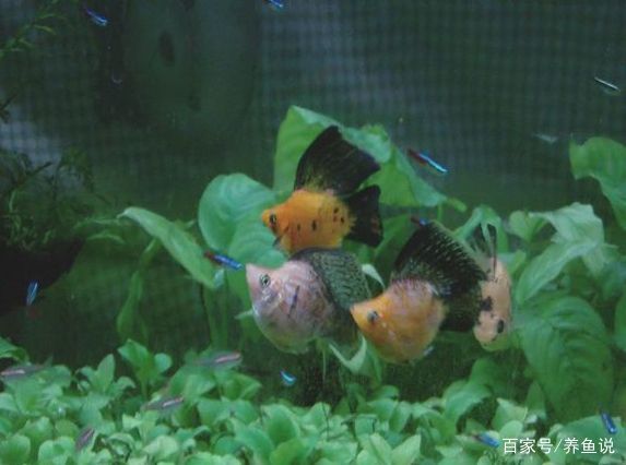 翡翠魚觀賞魚能混養嗎（觀賞魚混養中的疾病預防分析）