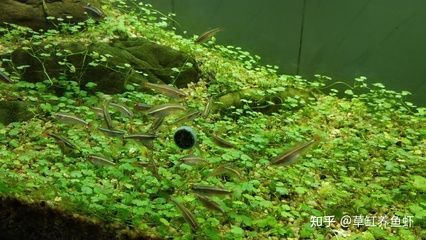 翡翠魚觀賞魚能混養嗎（觀賞魚混養中的疾病預防分析）