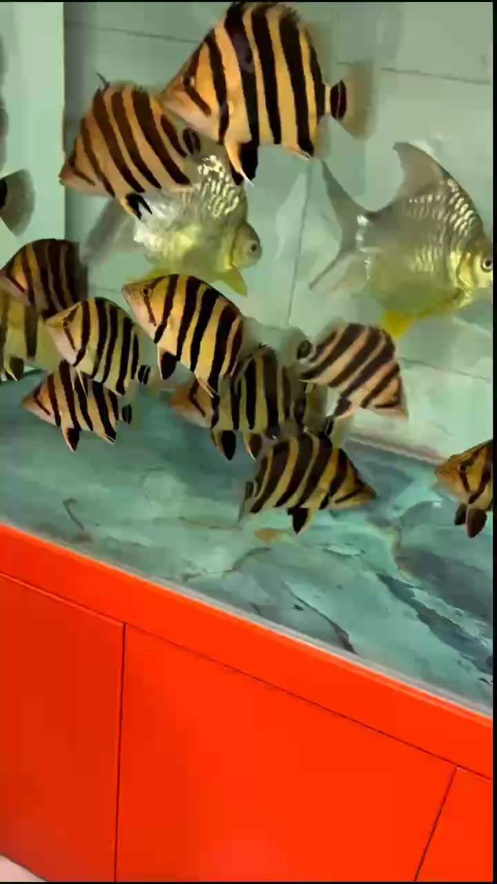 極品培養(yǎng)中 極品培養(yǎng)中 龍魚論壇