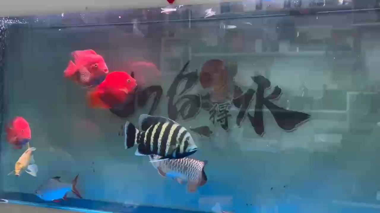 連續兩天對凍蝦凍魚沒食欲，今天自助餐安排
