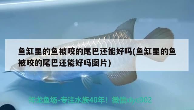 魚缸里的魚被咬的尾巴還能好嗎(魚缸里的魚被咬的尾巴還能好嗎圖片)