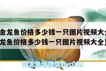 飼料 過背金龍魚價格多少錢一只圖片視頻大全(過背金龍魚價格多少錢一只圖片視頻大全) 金龍魚百科 過背金龍魚價格多少錢一只圖片視頻大全(過背金龍魚價格多少錢一只圖片視頻大全) 過背金龍魚價格多少錢一只圖片視頻大全(過背金龍魚價格多少錢一只圖片視頻大全) 金龍魚百科