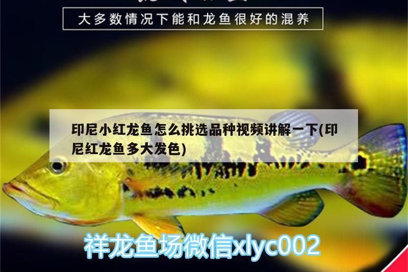 印尼小紅龍魚怎么挑選品種視頻講解一下(印尼紅龍魚多大發(fā)色) 印尼小紅龍魚怎么挑選品種視頻講解一下(印尼紅龍魚多大發(fā)色) 紅龍魚百科 第1張