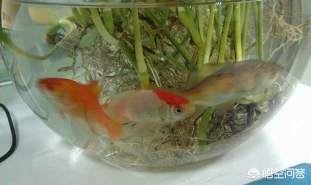 魚缸凈水劑用什么牌子好（魚缸凈水劑用什么牌子好用）