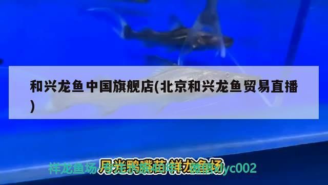 和興龍魚中國旗艦店(北京和興龍魚貿(mào)易直播)