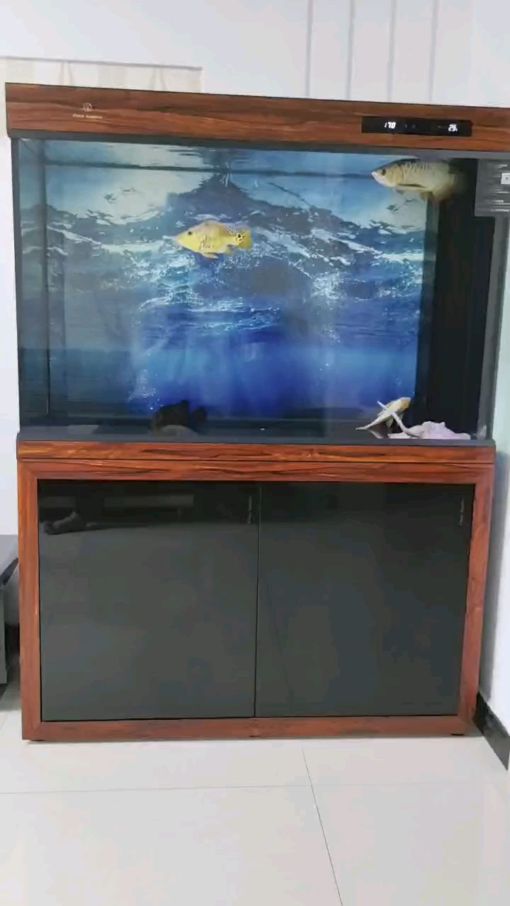 新到球體巴西亞魚[huaixiao]