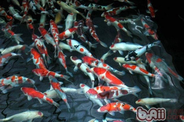 60x40x40魚缸適合養多少：60x40x40x40x40厘米的魚缸適合養小型熱帶魚