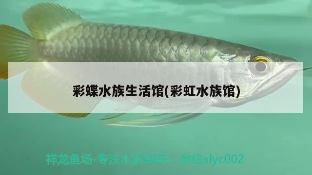 彩蝶水族生活館(彩虹水族館)