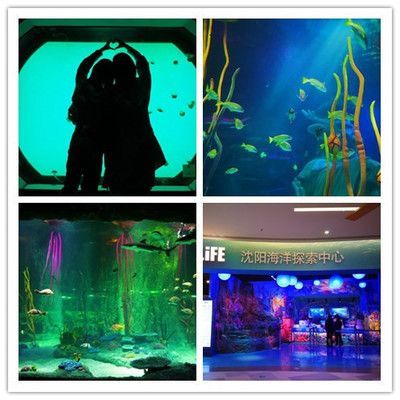 水族館好玩嗎值得去嗎：上海水族館親子游最佳季節(jié)選擇達拉斯水族館親子游體驗