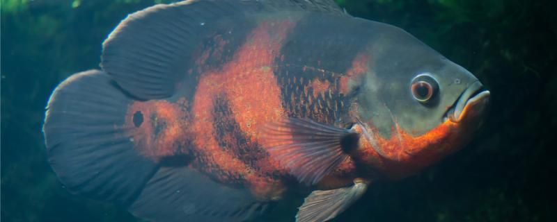 地圖魚互相咬掉鱗片原因及解決辦法