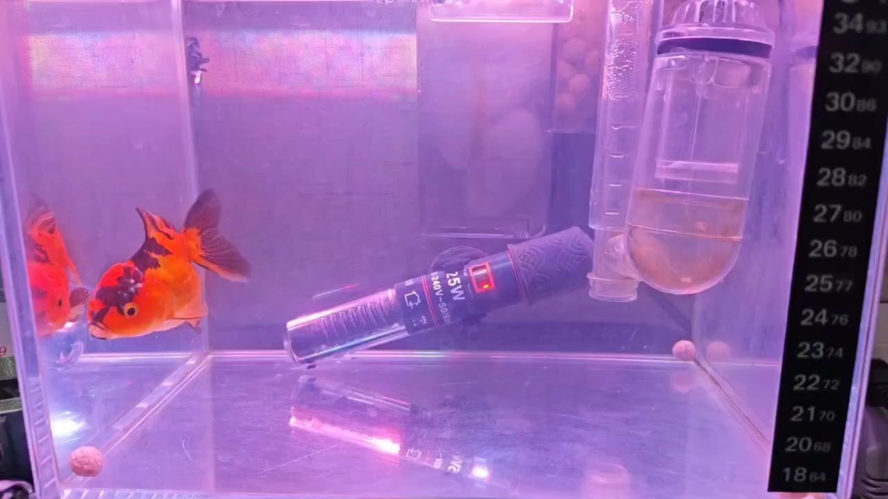 泰獅
