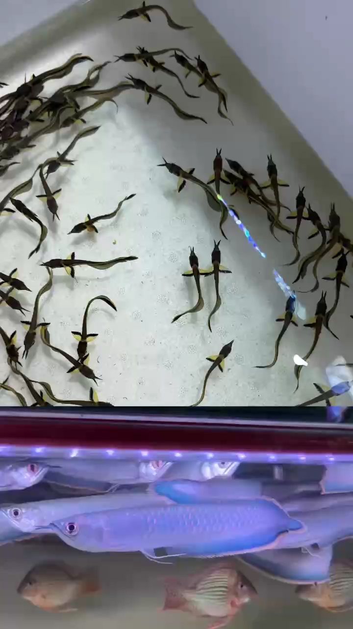 黑帶龍。小時候的樣子，和長大后的樣子，魚大十八變