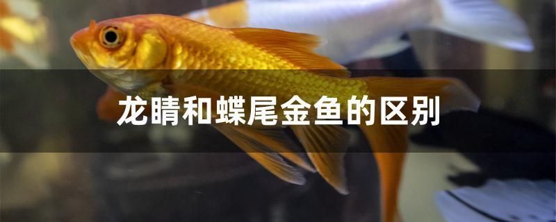 龍睛和蝶尾金魚的區別