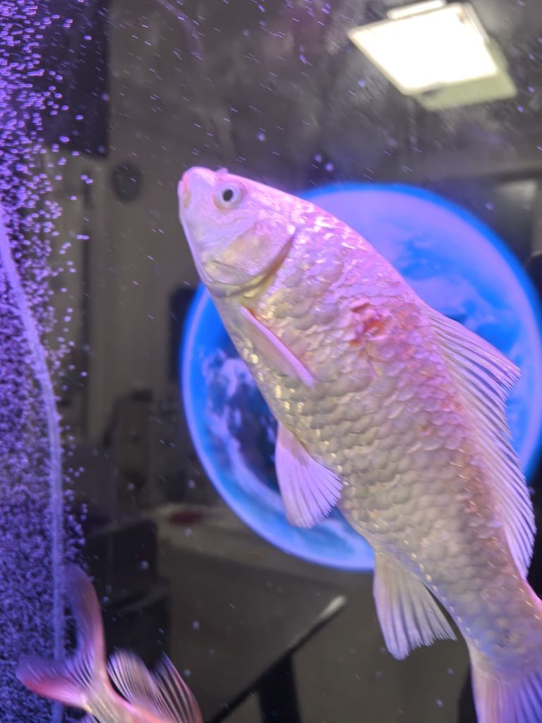 SOS! 救救這兩條魚