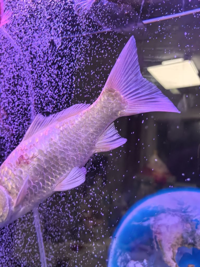 SOS! 救救這兩條魚