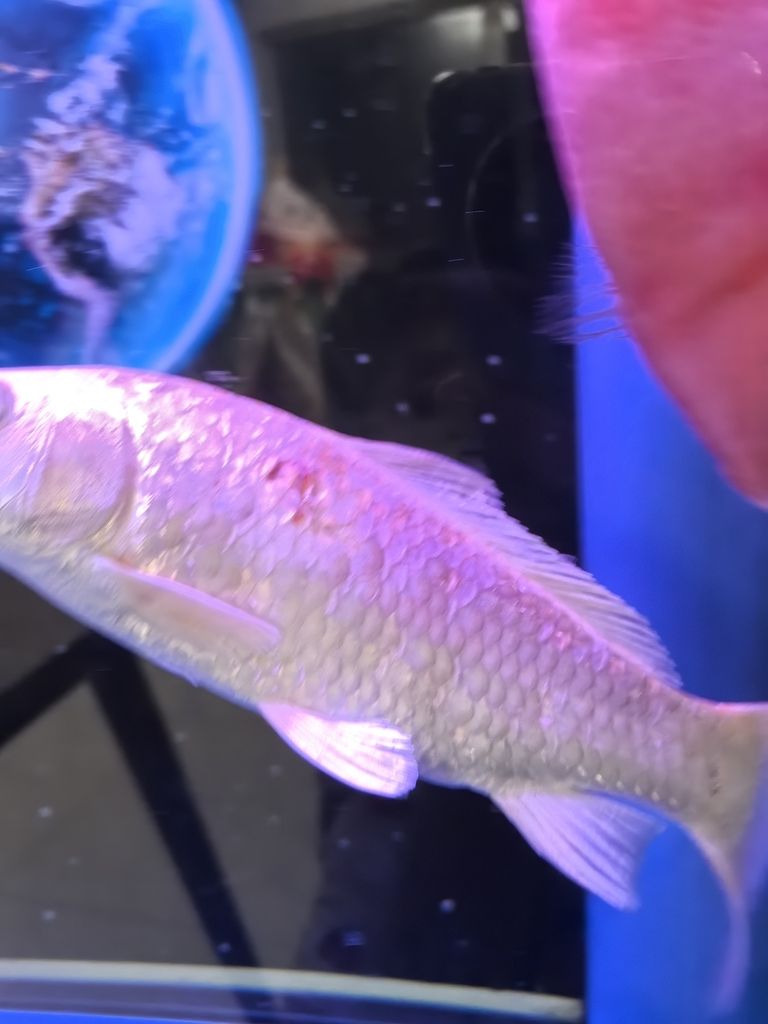 SOS! 救救這兩條魚