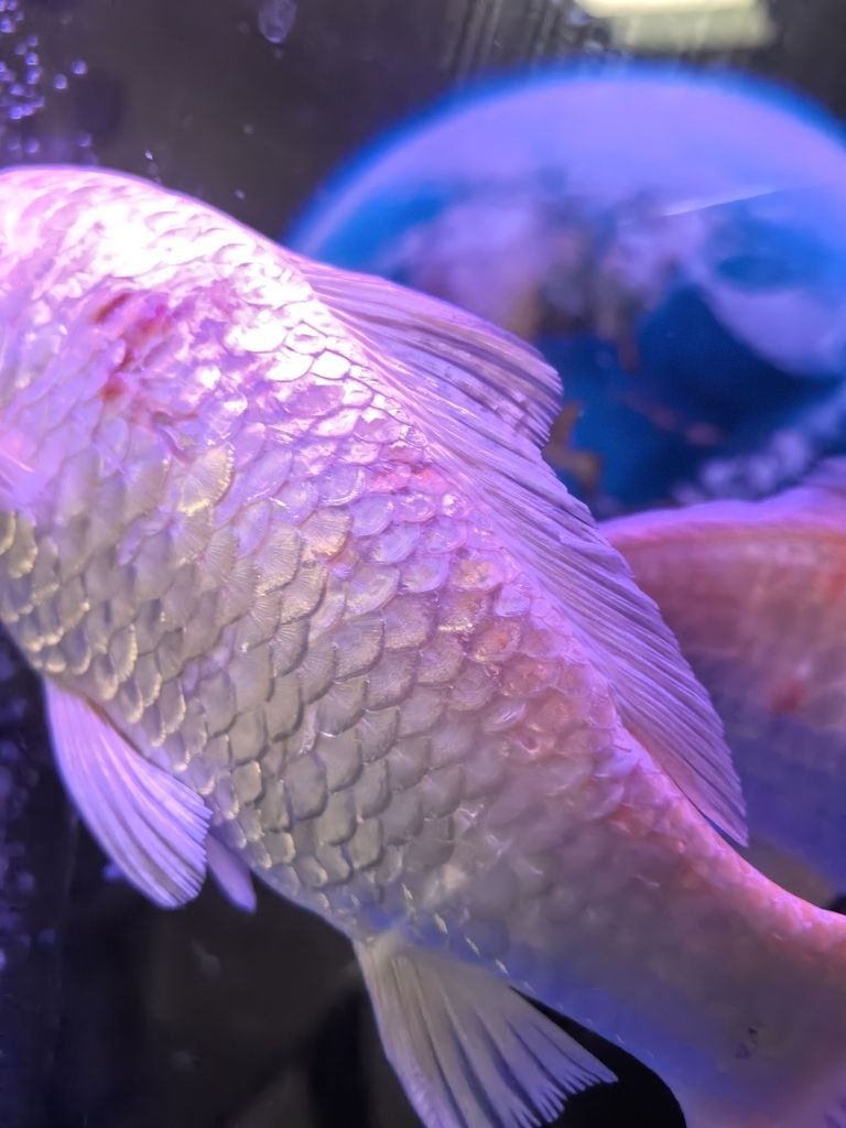 SOS! 救救這兩條魚