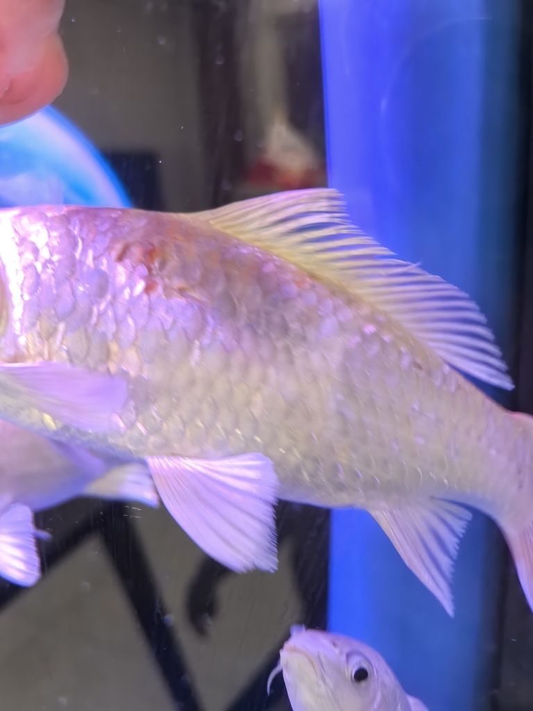SOS! 救救這兩條魚