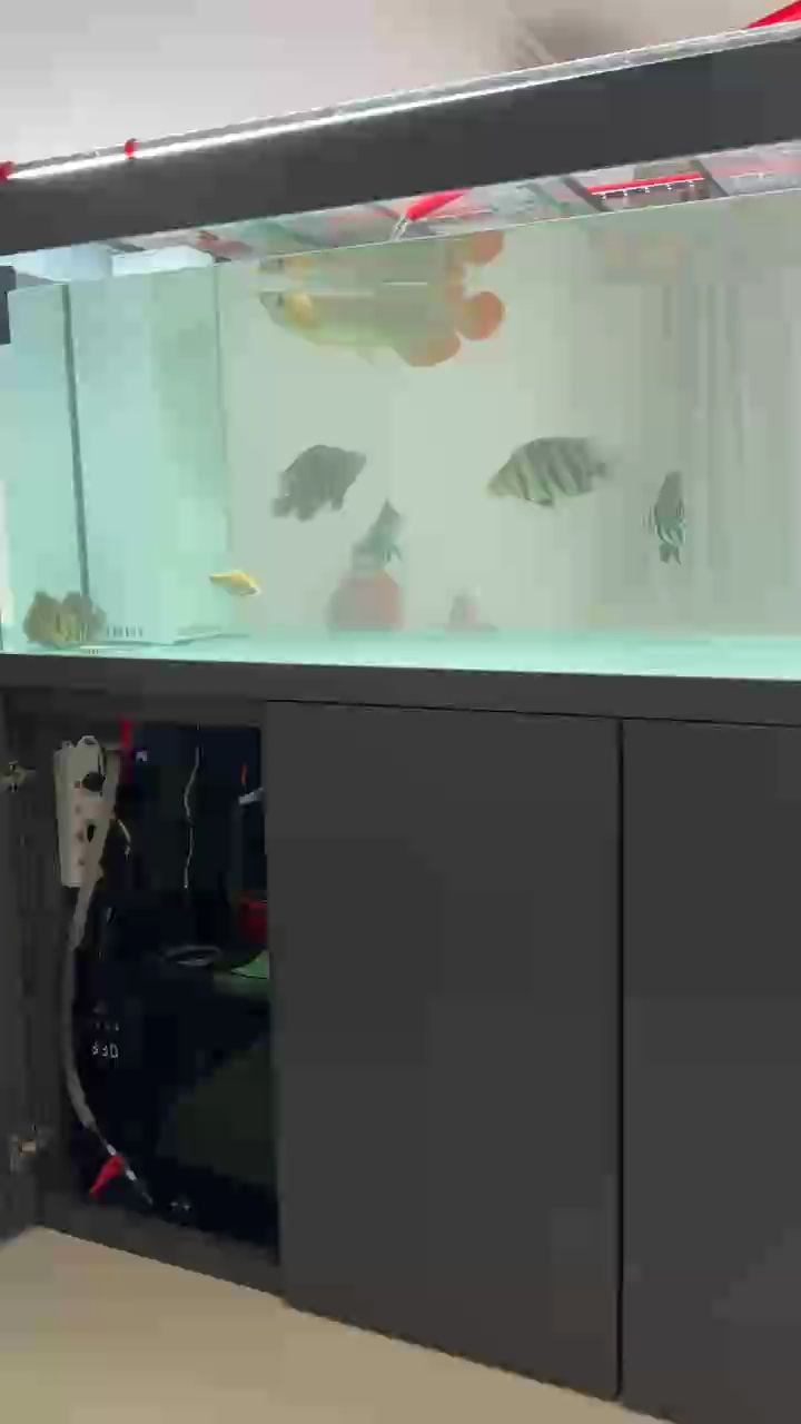 新家伙到家第一次換水