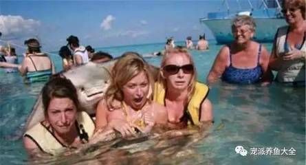 魟魚要死了是什么狀態：魟魚瀕臨死亡時可能會表現出以下幾種狀態