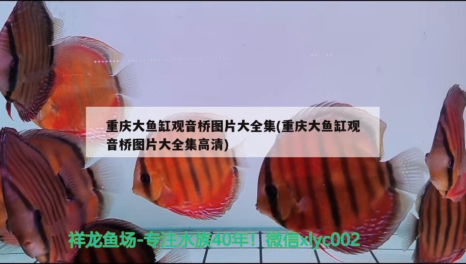 重慶大魚缸觀音橋圖片大全集(重慶大魚缸觀音橋圖片大全集高清) 重慶大魚缸觀音橋圖片大全集(重慶大魚缸觀音橋圖片大全集高清) 九鼎魚缸