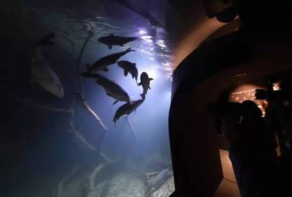 水族館是干啥的：柳州水族館是一個展示和保護水下生物多樣性的場所