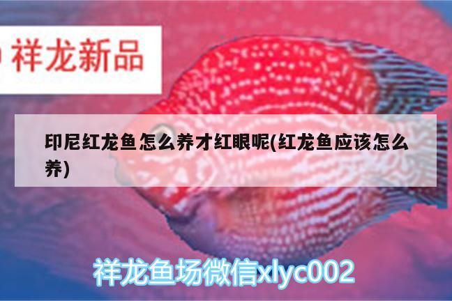 印尼紅龍魚怎么養才紅眼呢(紅龍魚應該怎么養)