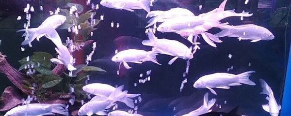 蝴蝶鯉需要一直打氧嗎（蝴蝶鯉打氧的最佳時間）