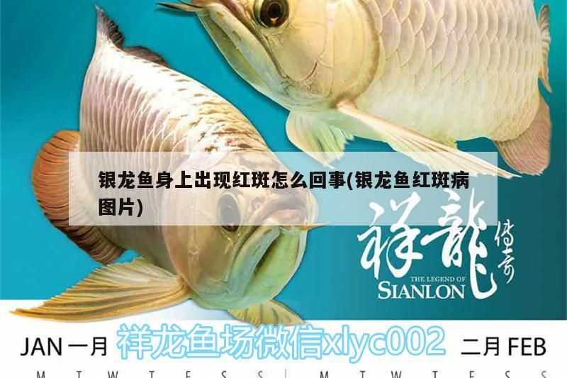 銀龍魚身上出現紅斑怎么回事(銀龍魚紅斑病圖片)