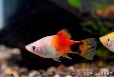比較容易養的觀賞魚（哪些觀賞魚適合新手飼養）