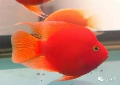 比較容易養(yǎng)的觀賞魚（哪些觀賞魚適合新手飼養(yǎng)）